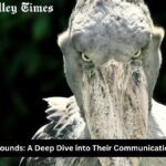 Shoebill Stork Sounds: A Deep Dive into Their Communication and Behavior