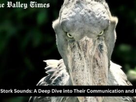 Shoebill Stork Sounds: A Deep Dive into Their Communication and Behavior