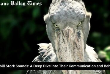 Shoebill Stork Sounds: A Deep Dive into Their Communication and Behavior