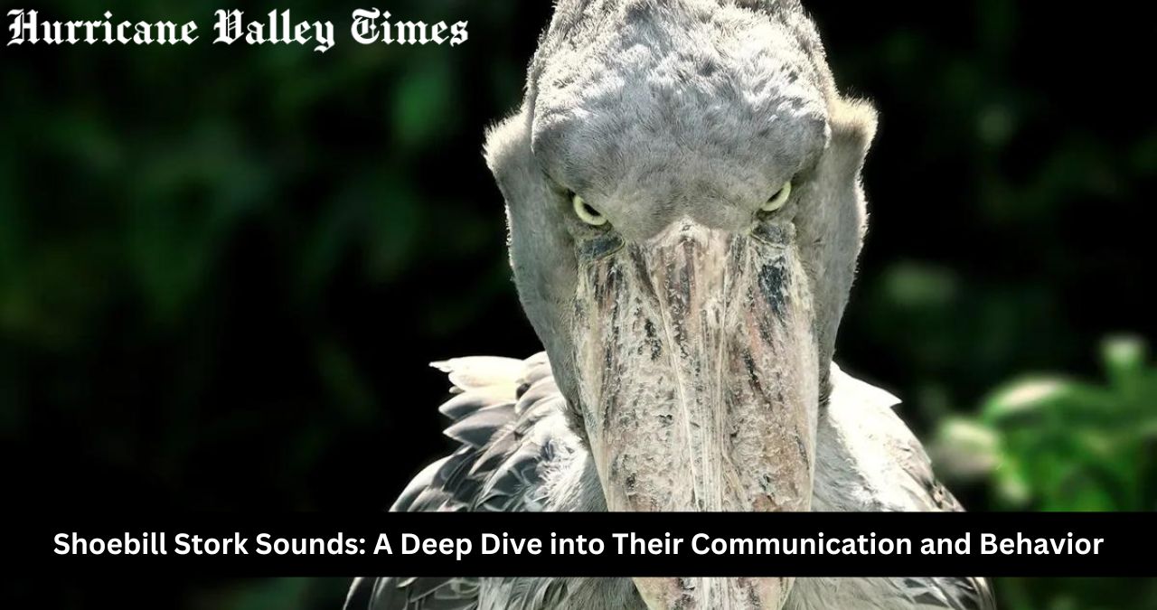 Shoebill Stork Sounds: A Deep Dive into Their Communication and Behavior