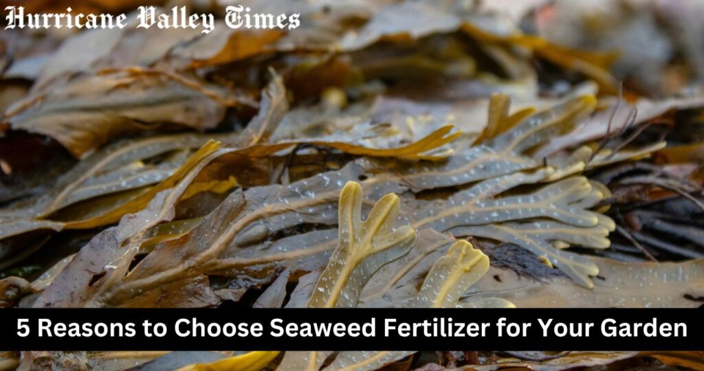 5 Reasons to Choose Seaweed Fertilizer for Your Garden