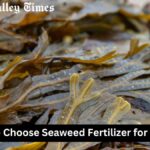 5 Reasons to Choose Seaweed Fertilizer for Your Garden