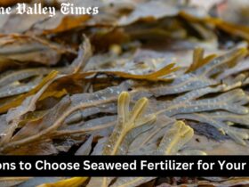 5 Reasons to Choose Seaweed Fertilizer for Your Garden