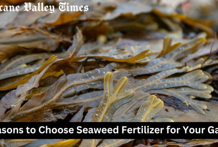 5 Reasons to Choose Seaweed Fertilizer for Your Garden