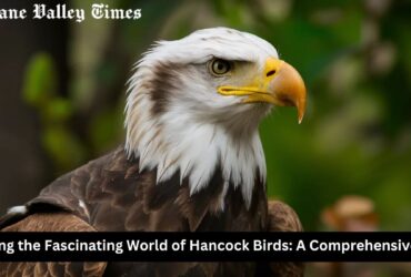 Exploring the Fascinating World of Hancock Birds: A Comprehensive Guide